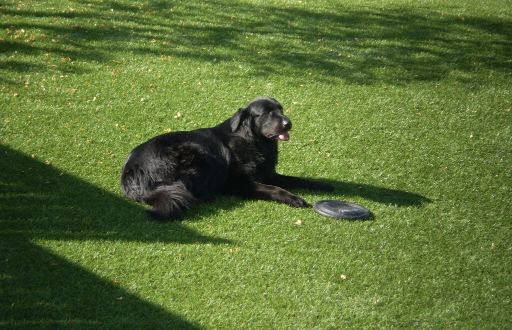 MasterGRASS LUX – Artificial Turf 12' Width, Lime