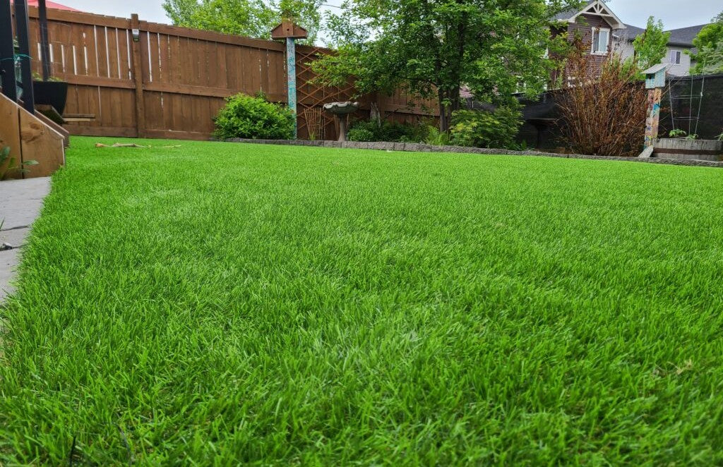 MasterGRASS LUX – Artificial Turf 6' Width, Olive